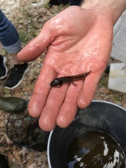 Ambystoma opacum