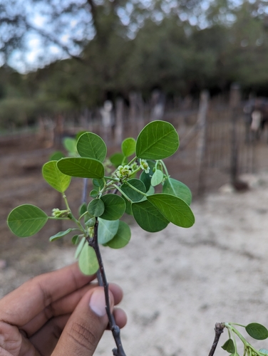 Image of Euphorbia hindsiana by (c) Abraham Sánchez Romero, some rights reserved (CC BY)