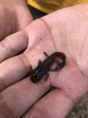 Ambystoma opacum