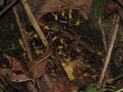 Agelaia centralis image