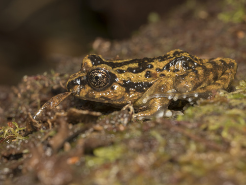 Oncol Spiny-chest Frog, Alsodes norae