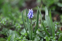 Muscari coeruleum