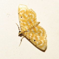 Notarcha aurolinealis