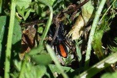 Castianeira descripta