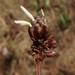Coleophora xyridella - Photo (c) Eric M Powell, μερικά δικαιώματα διατηρούνται (CC BY-NC), uploaded by Eric M Powell