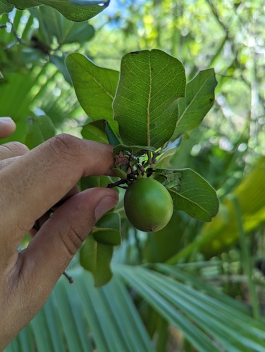 Diospyros californica (Diospyros californica)