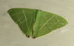 Urolitha bipunctifera