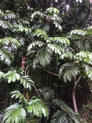 Artocarpus anisophyllus