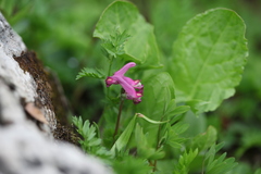 Corydalis conorhiza