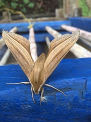Xylophanes loelia