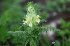 Pedicularis condensata