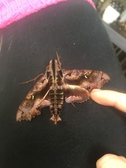 Hemeroplanes diffusa