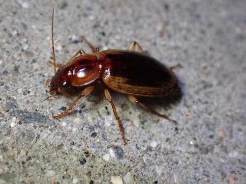Tule Beetle photo 6