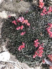 Sedum smallii