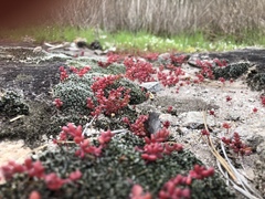 Sedum smallii