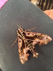 Hemeroplanes diffusa