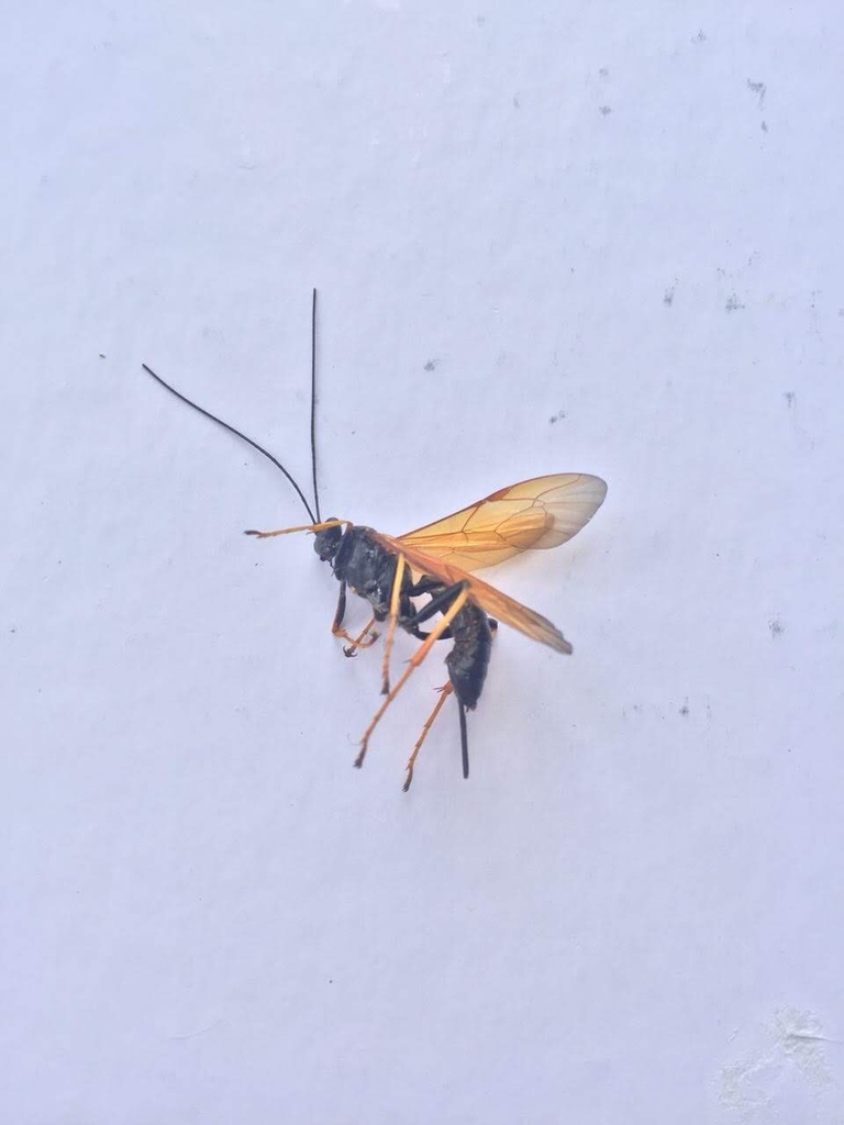 Pimpla flavipennis