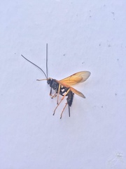 Pimpla flavipennis