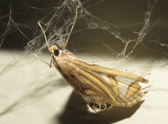 Strepsinoma foveata