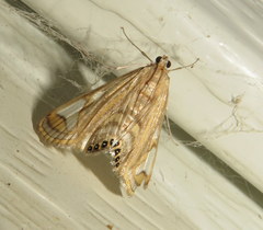 Strepsinoma foveata