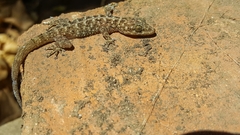Phyllodactylus lanei