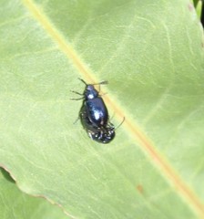 Gastrophysa cyanea