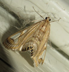 Strepsinoma foveata