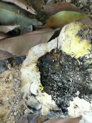Fungi