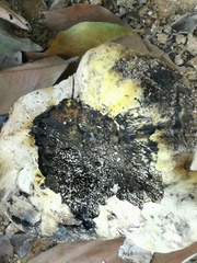 Fungi