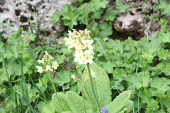 Primula ruprechtii