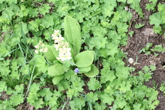 Primula ruprechtii