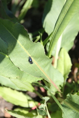 Gastrophysa cyanea