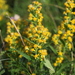 European Goldenrod - Photo (c) ed_shaw, some rights reserved (CC BY-NC)