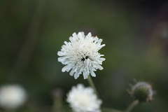 Knautia involucrata