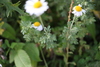 Cota melanoloma - Photo (c) ed_shaw, some rights reserved (CC BY-NC)