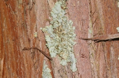 Podostictina pickeringii