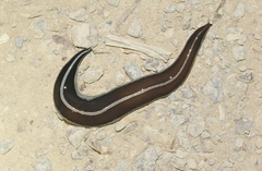 Newzealandia