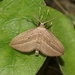 Cabbage Tree Moth - Photo (c) J. Bailey, some rights reserved (CC BY-NC)