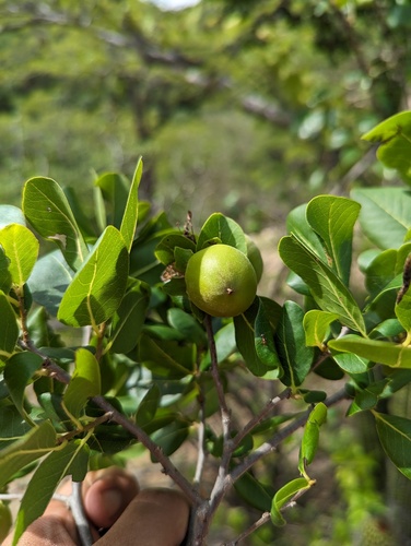 Diospyros californica (Diospyros californica)