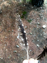 Otus scops