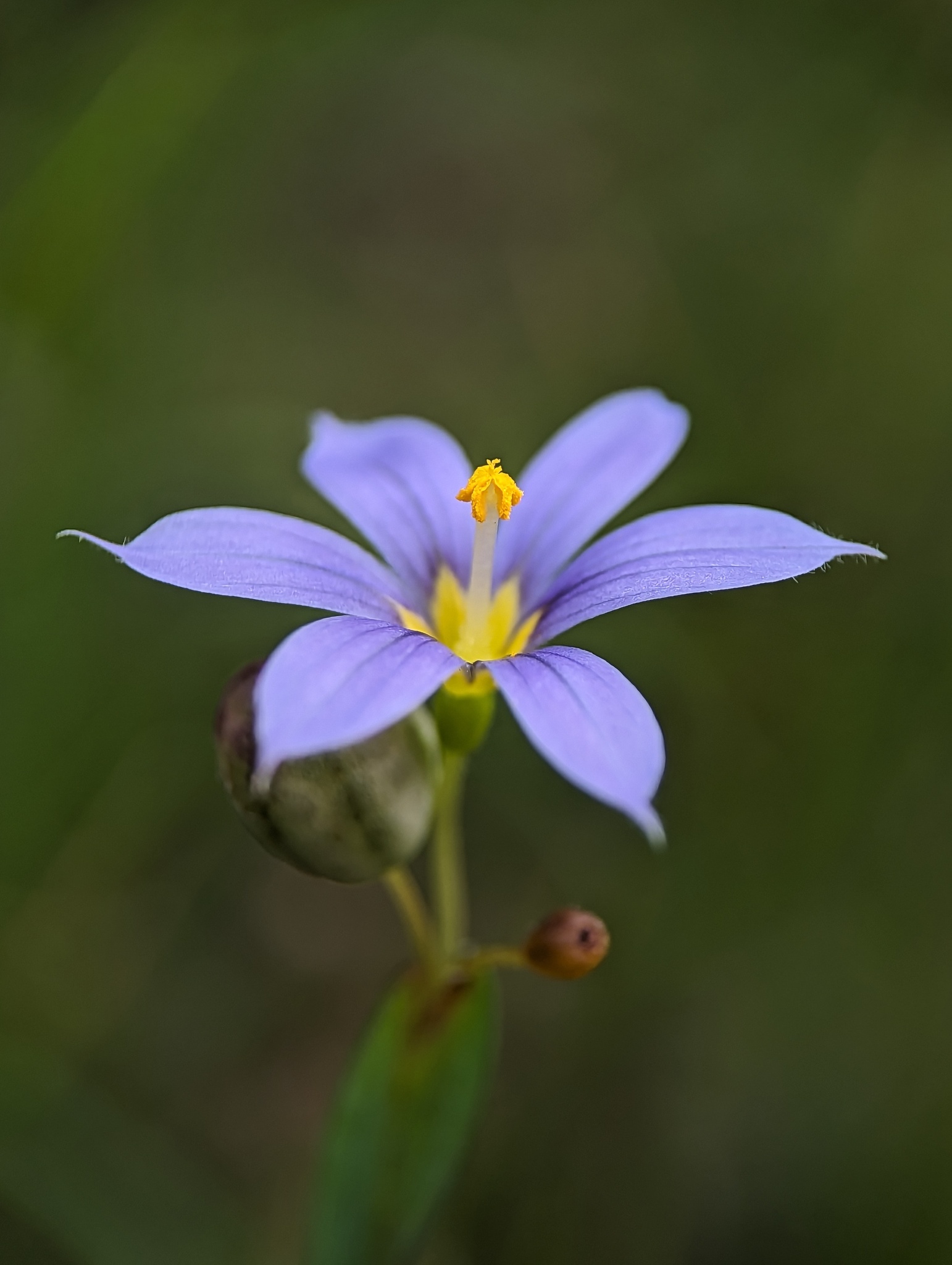 Sisyrinchium demissum
