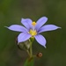 Stiff Blue-eyed Grass - Photo (c) Abraham Sánchez Romero, some rights reserved (CC BY), uploaded by Abraham Sánchez Romero