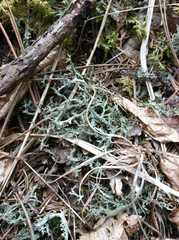 Cladonia multiformis