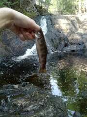 Salvelinus fontinalis image