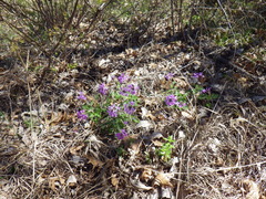 Glandularia canadensis