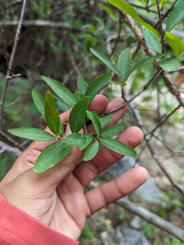 Forestiera macrocarpa (Forestiera macrocarpa)