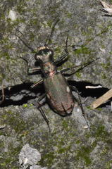 Cylindera germanica