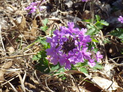 Glandularia canadensis