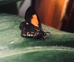 Sangalopsis microleuca