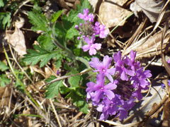 Glandularia canadensis